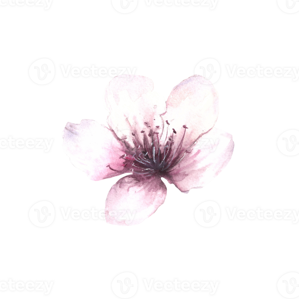 Almond, Sakura, cherry, apple trees flowers, buds and leaves Watercolor hand drawn illustration. Spring blooming floral set. Clipart for greeting, weeding invitation card, label on isolated background png