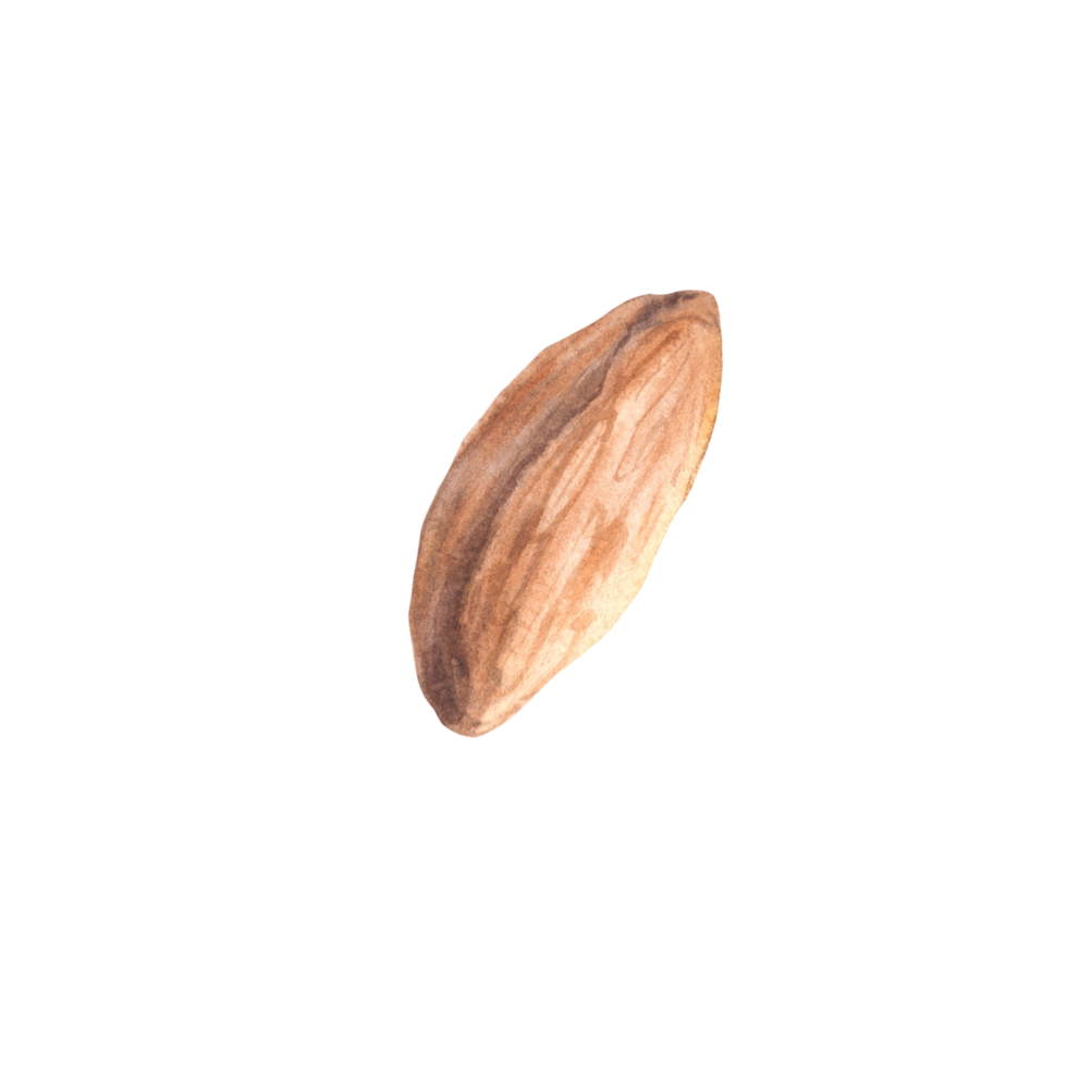 Almonds nuts, peeled and in the nutshell Watercolor painted set of botanical illustration with stone fruit. Organic vegan Food Healthy harvest. Clipart on isolated background for snack, product label png