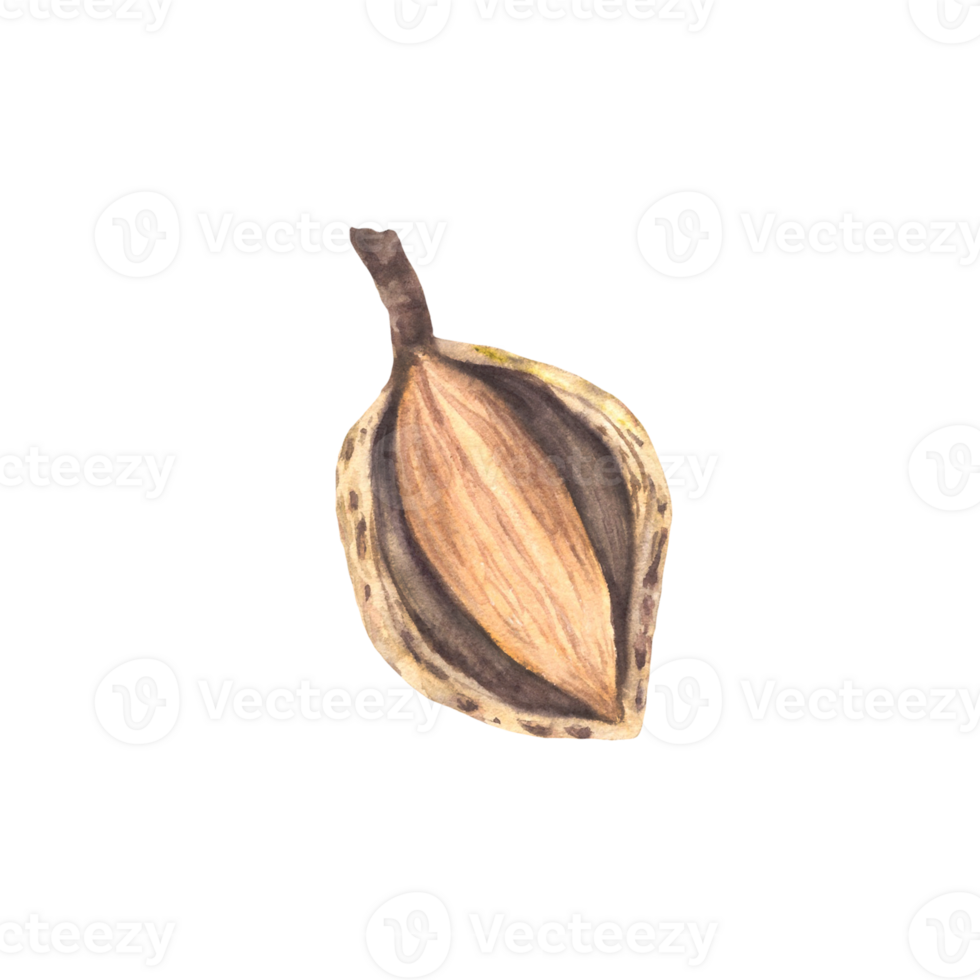 Almonds in the Shell Watercolor kernel botanical illustrations with nutshell. Organic vegetarian Food. Healthy harvest unpeeled fruit clipart on isolated background for snack product, cosmetic, label. png