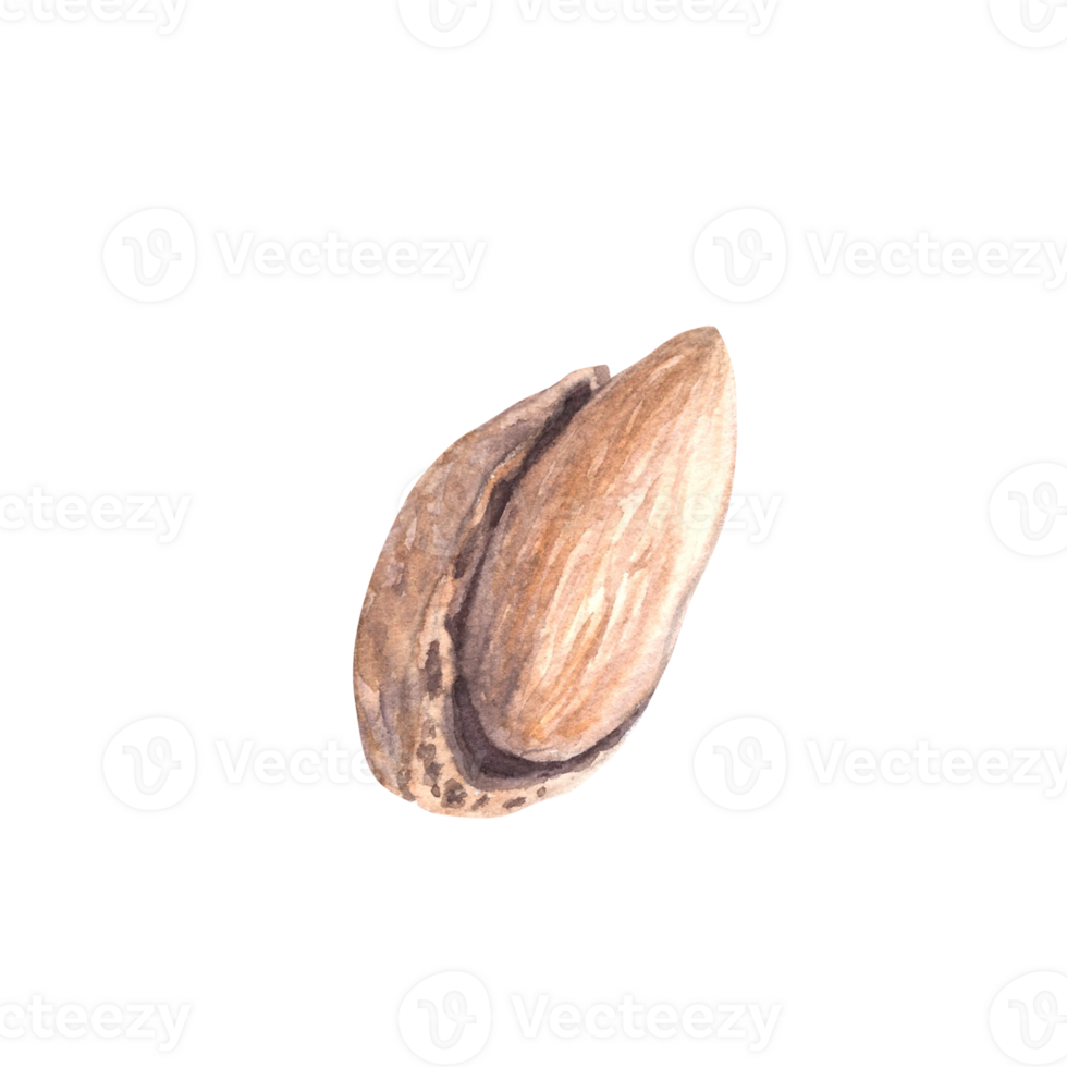 Almonds in the Shell Watercolor kernel botanical illustrations with nutshell. Organic vegetarian Food. Healthy harvest unpeeled fruit clipart on isolated background for snack product, cosmetic, label. png