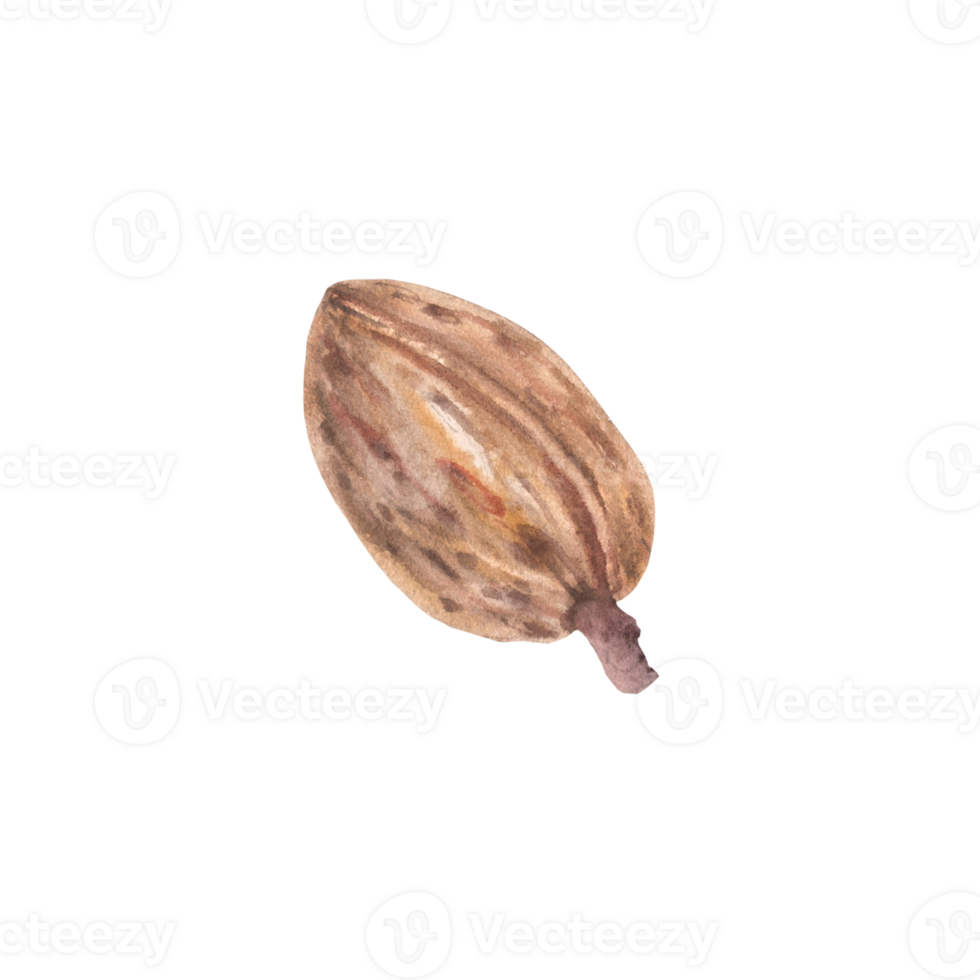 Almonds in the Shell Watercolor kernel botanical illustrations with nutshell. Organic vegetarian Food. Healthy harvest unpeeled fruit clipart on isolated background for snack product, cosmetic, label. png