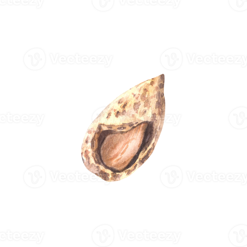 Almonds in the Shell Watercolor kernel botanical illustrations with nutshell. Organic vegetarian Food. Healthy harvest unpeeled fruit clipart on isolated background for snack product, cosmetic, label. png