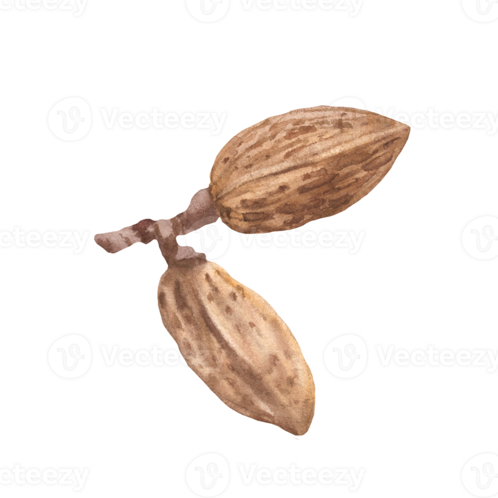 Almonds in the Shell Watercolor kernel botanical illustrations with nutshell. Organic vegetarian Food. Healthy harvest unpeeled fruit clipart on isolated background for snack product, cosmetic, label. png
