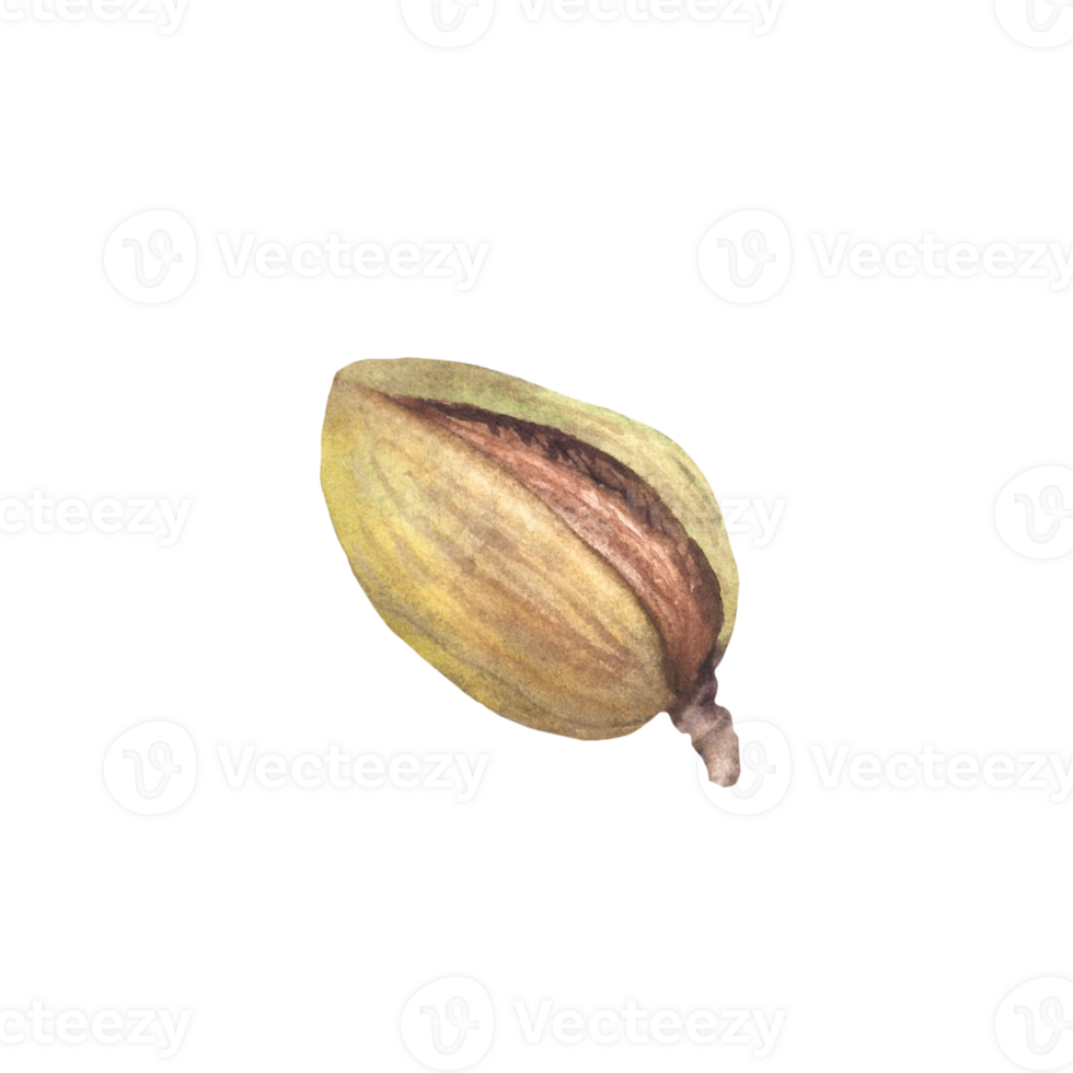 Green Almonds in the Shell Watercolor kernel botanical illustrations with nuts Organic vegetarian Food. Healthy harvest unpeeled fruit clipart on isolated background for product, cosmetic label design png