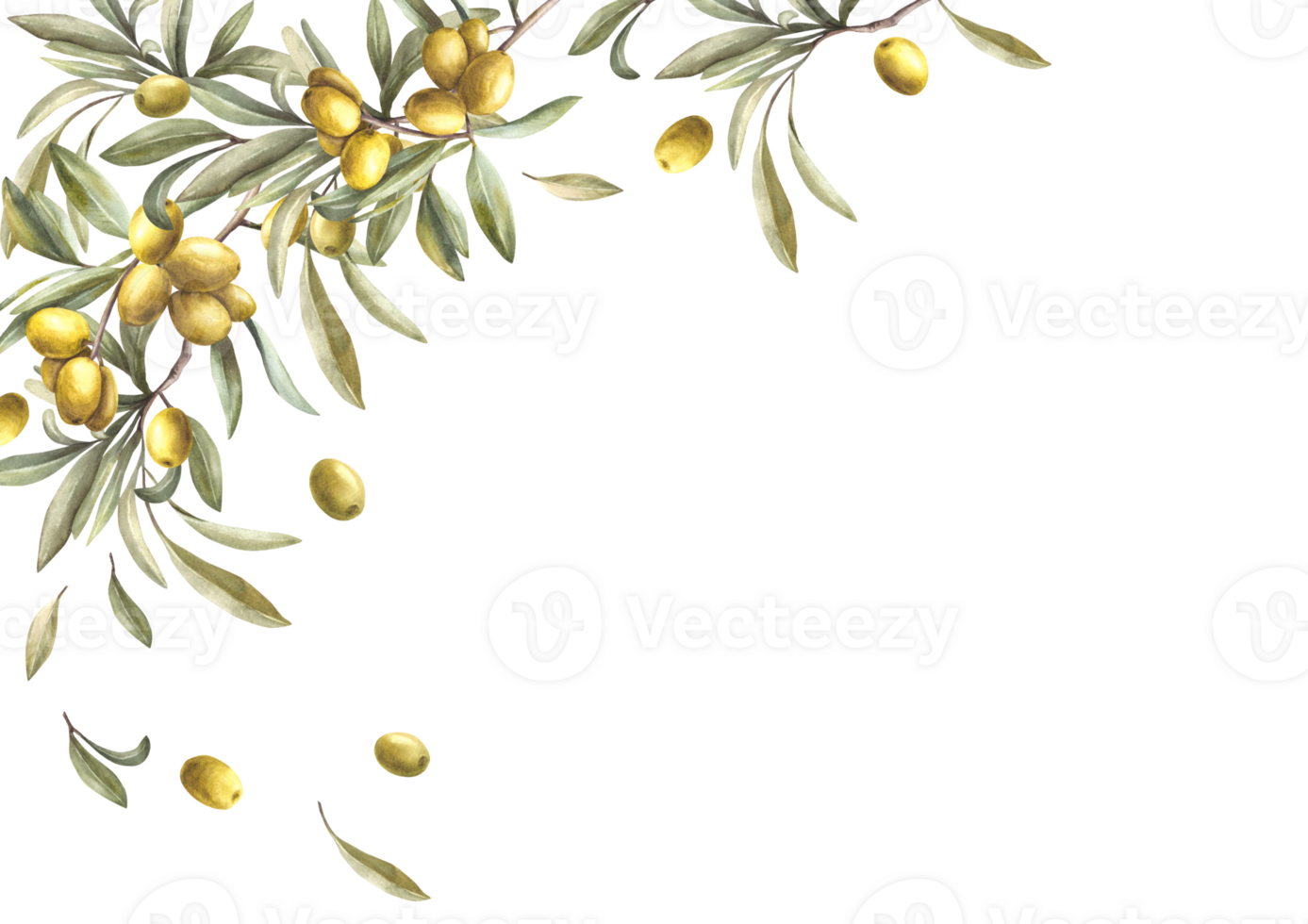 Olive tree branch with green leaves and ripe berries. Watercolor banner, template hand drawn food illustration. Botanical mediterranean clipart for card, food cosmetic label on isolated background. png