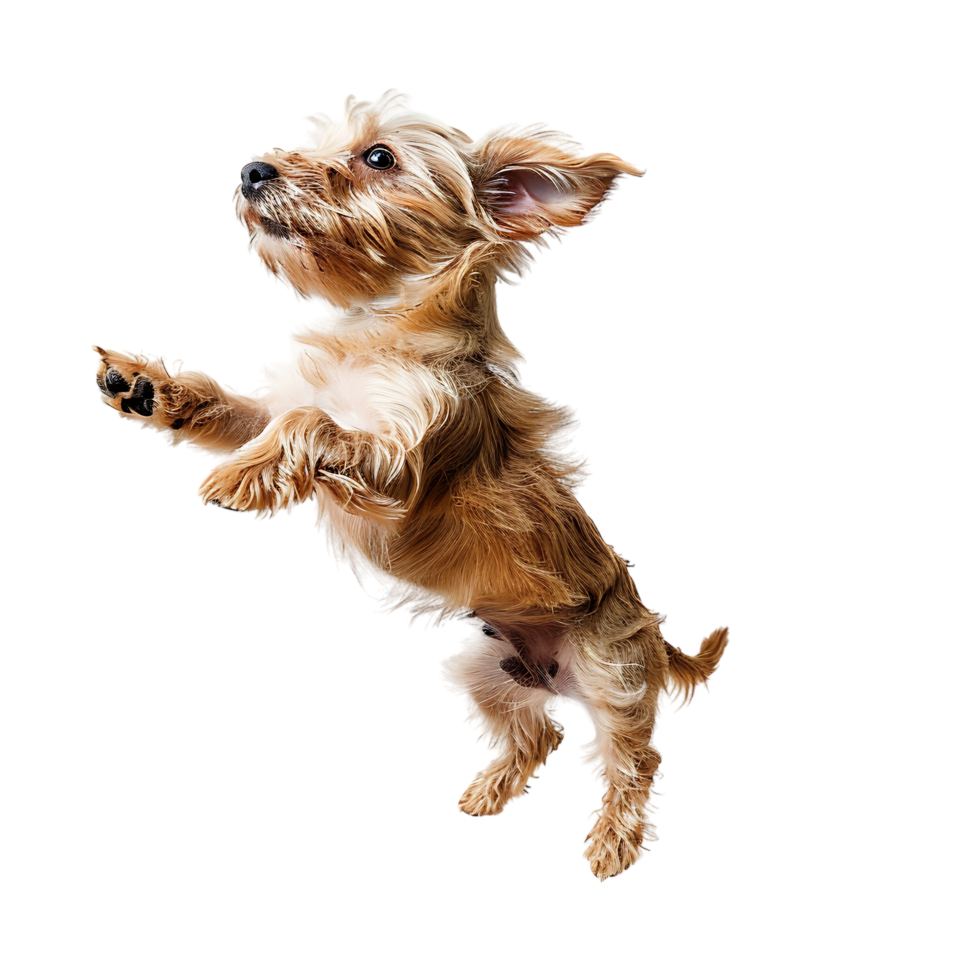 Isolated dog jumping on transparent background png