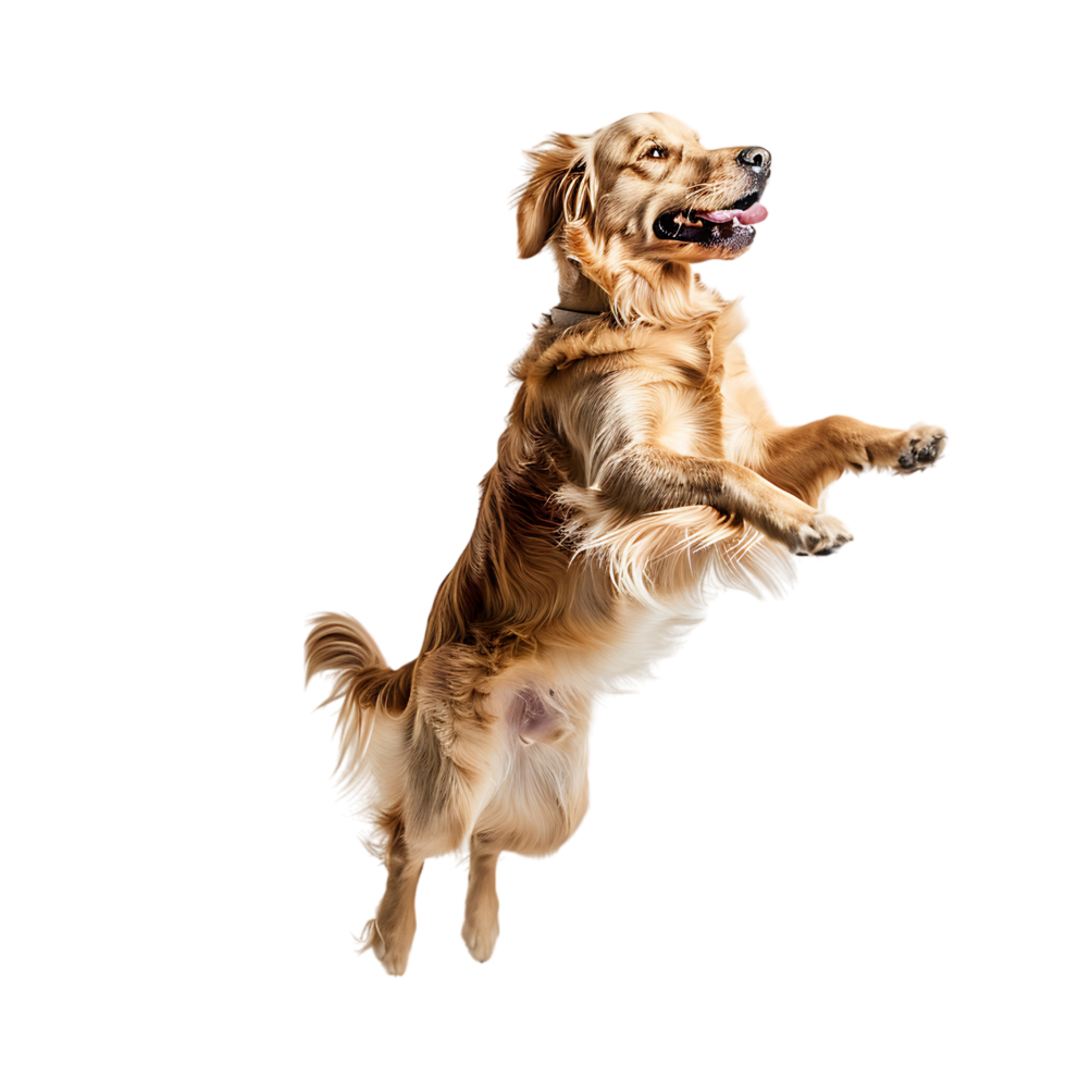 Isolated dog jumping on transparent background png