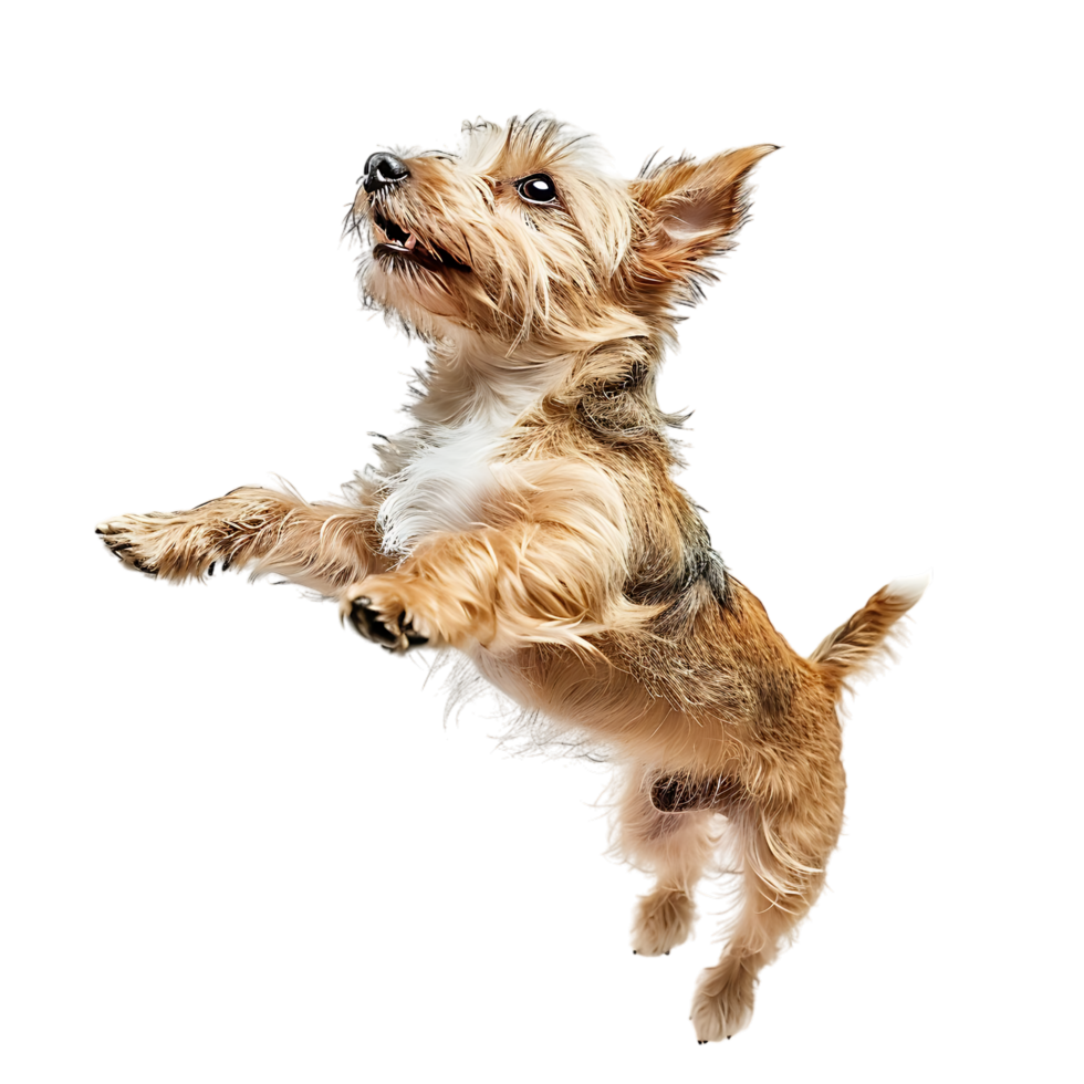 Isolated dog jumping on transparent background png