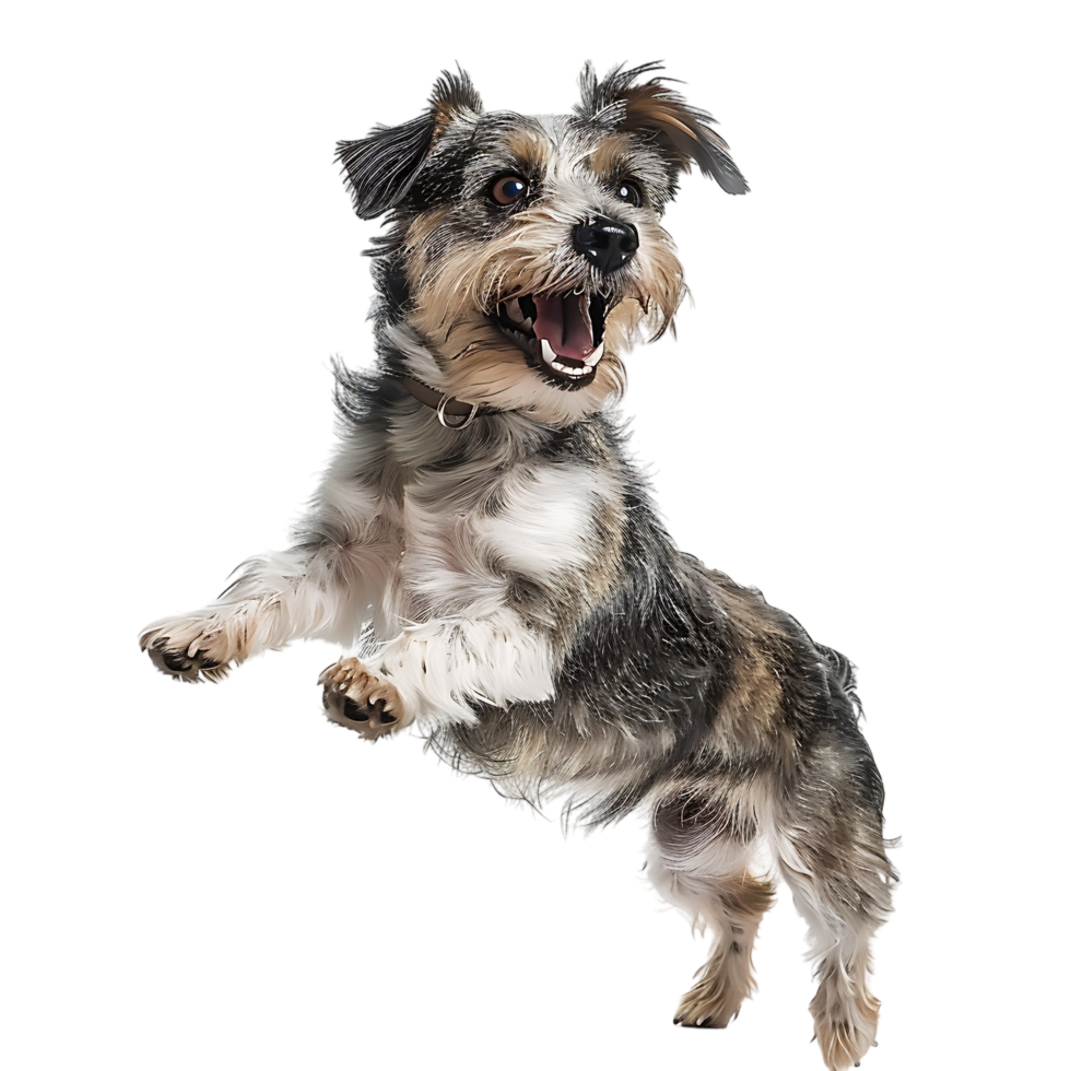 Isolated dog jumping on transparent background png