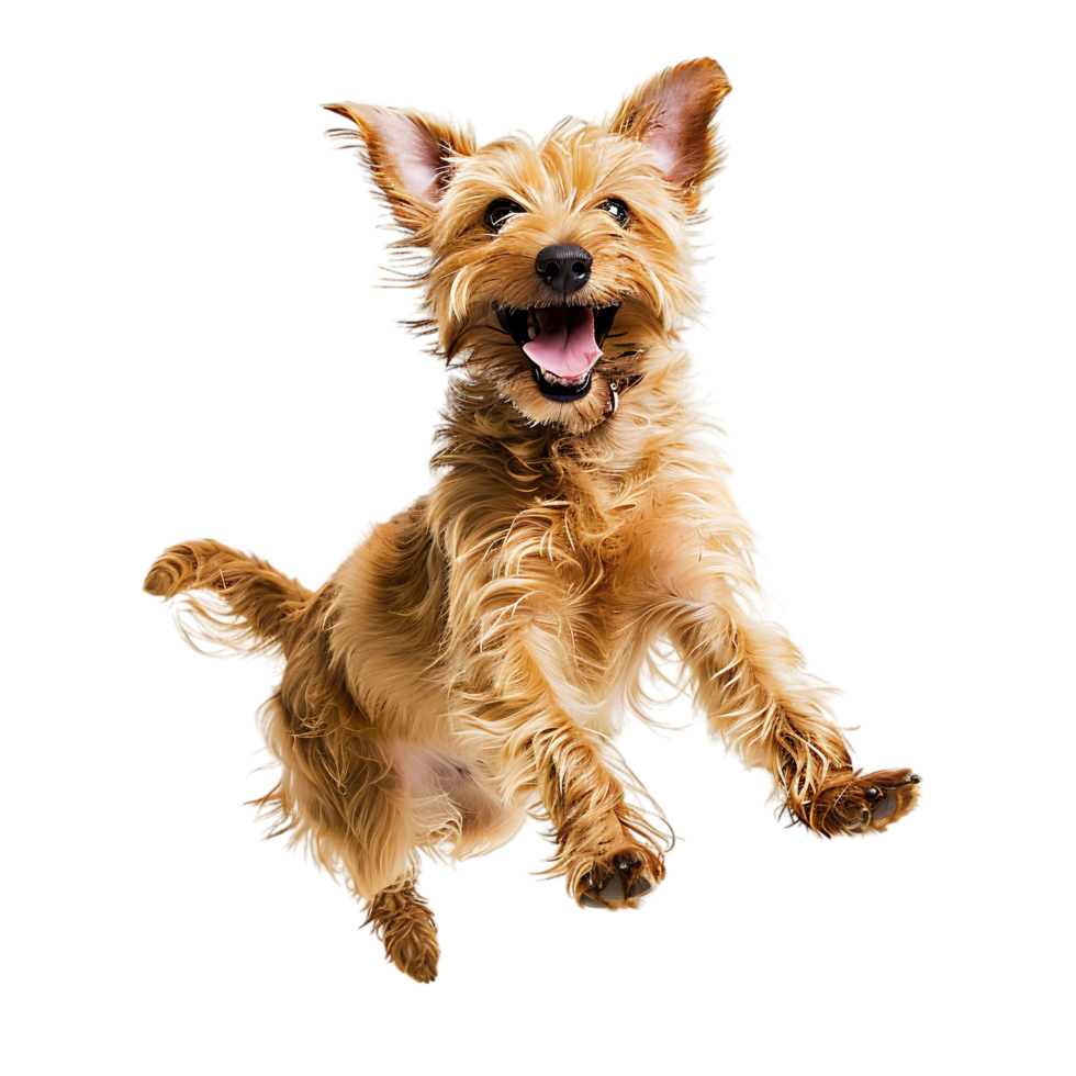 Isolated dog jumping on transparent background png