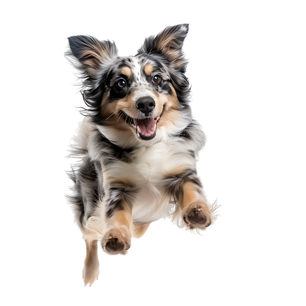 Isolated dog jumping on transparent background png