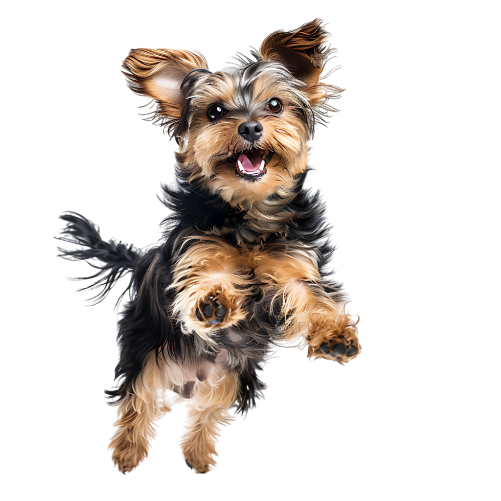 Isolated dog jumping on transparent background png