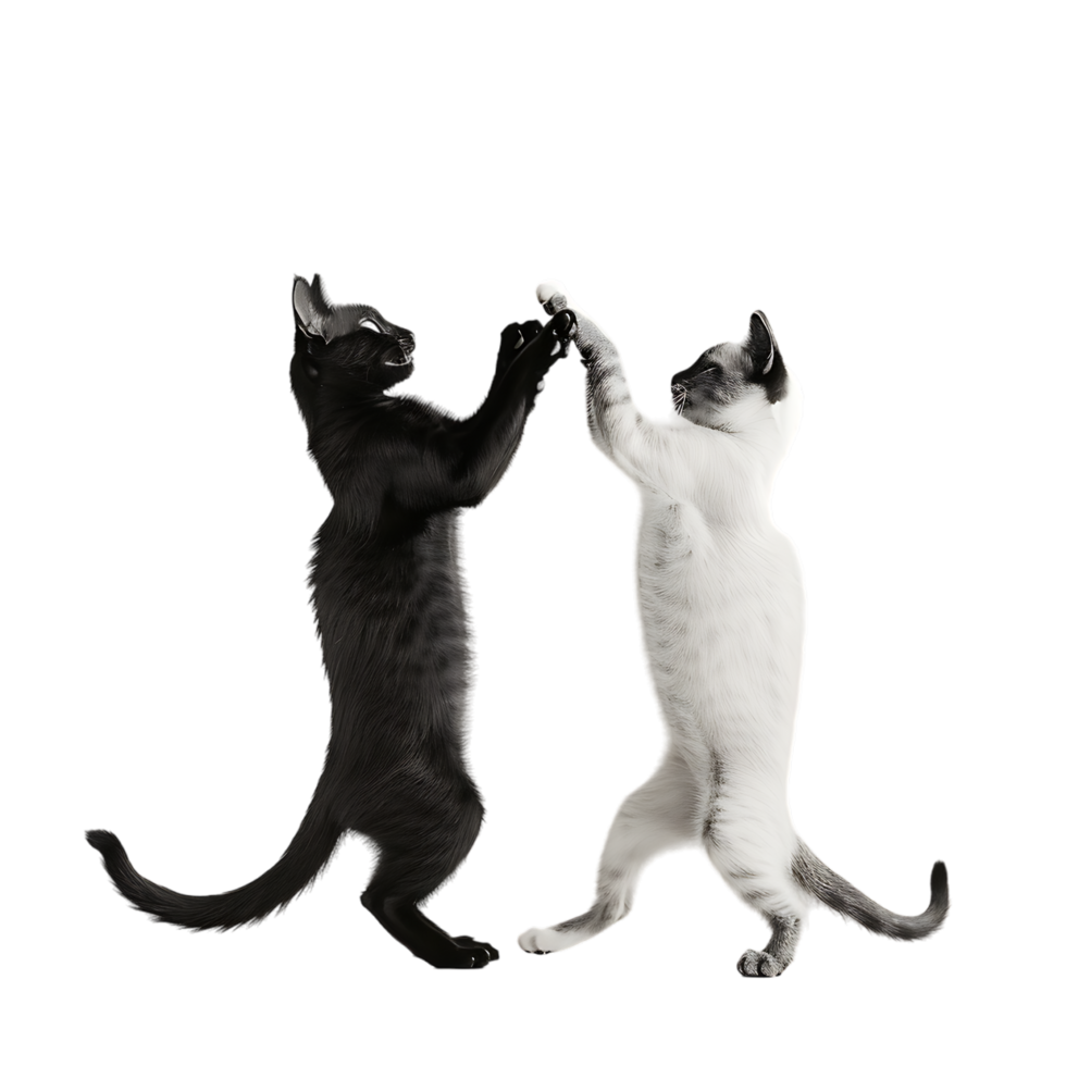 Siamese fighting alternating black and white over transparent background png