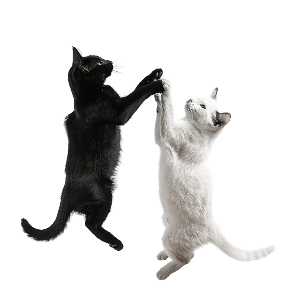Siamese fighting alternating black and white over transparent background png