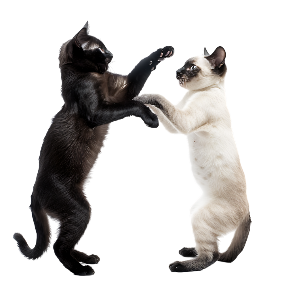 Siamese fighting alternating black and white over transparent background png