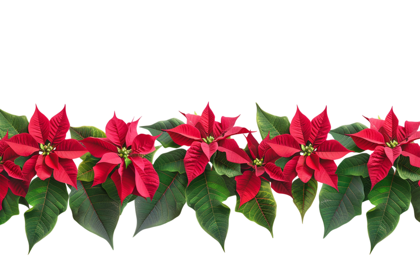 Seamless Tile of Christmas Poinsettias Border Isolated png