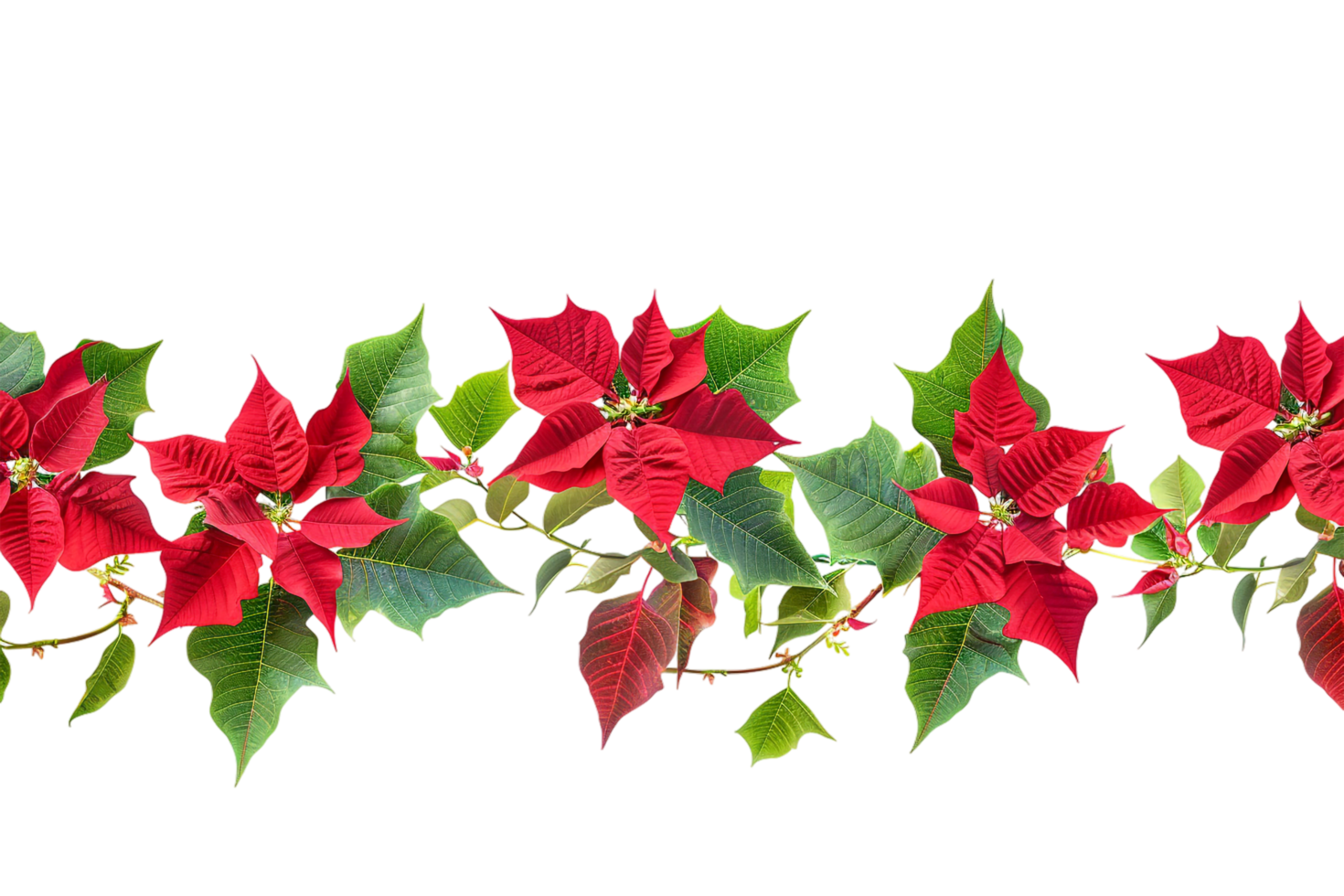 Seamless Tile of Christmas Poinsettias Border Isolated png