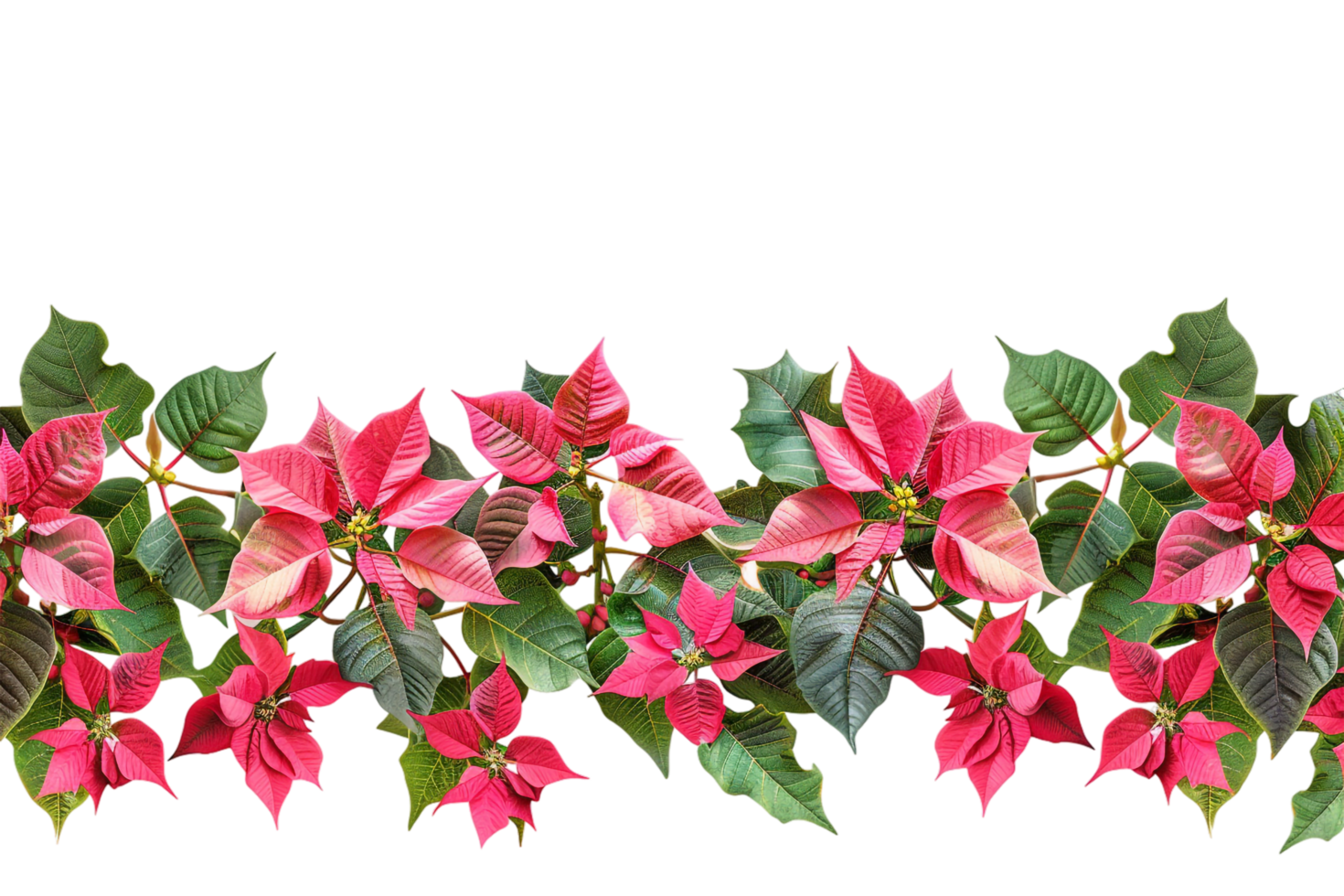 Seamless Tile of Christmas Poinsettias Border Isolated png