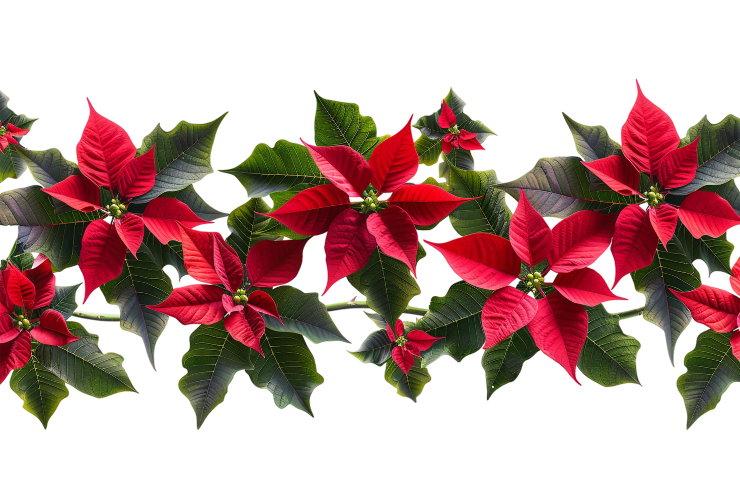 Seamless Tile of Christmas Poinsettias Border Isolated png