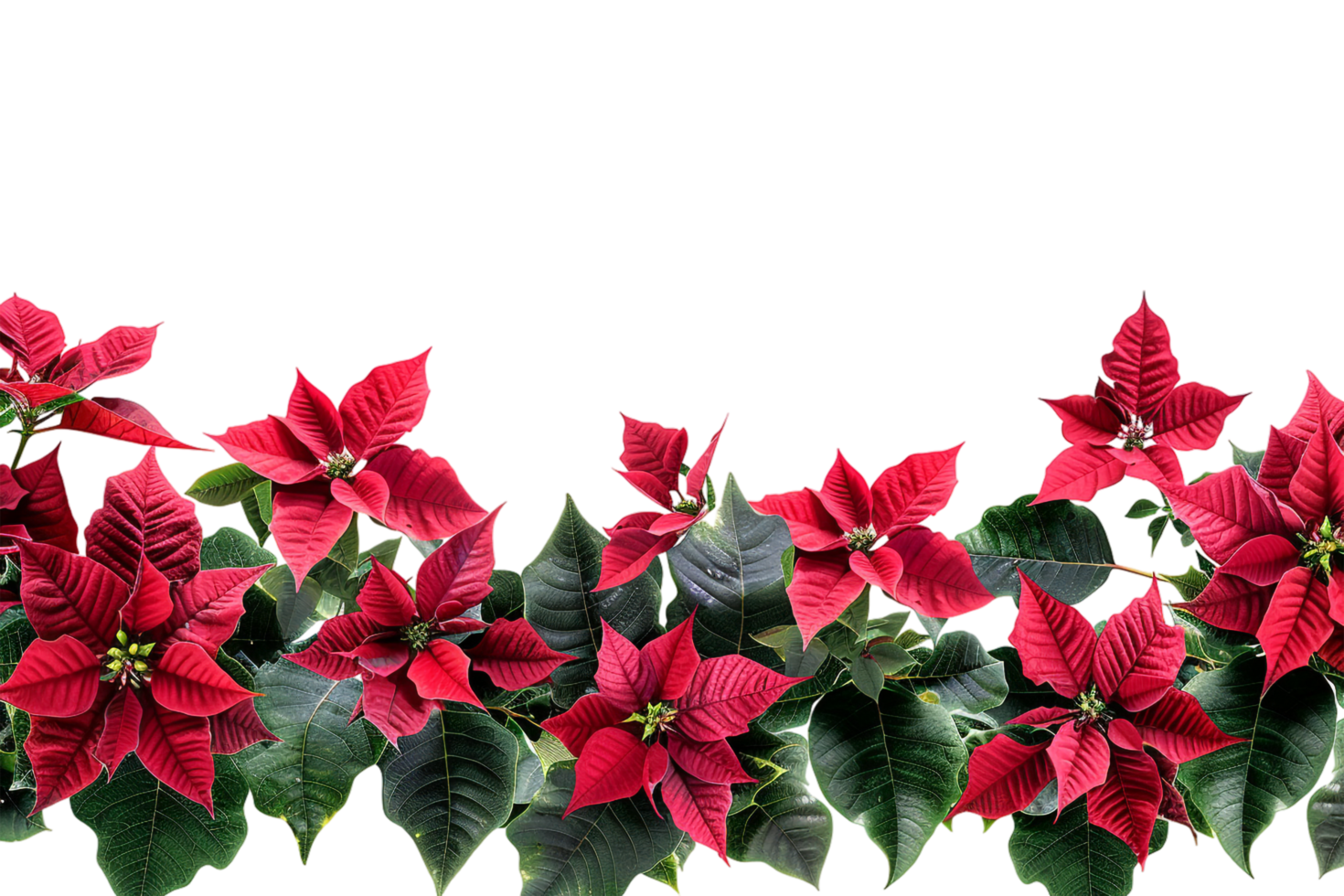 Seamless Tile of Christmas Poinsettias Border Isolated png