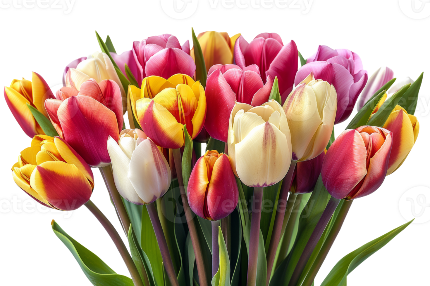 Colorful Tulip Bouquet png