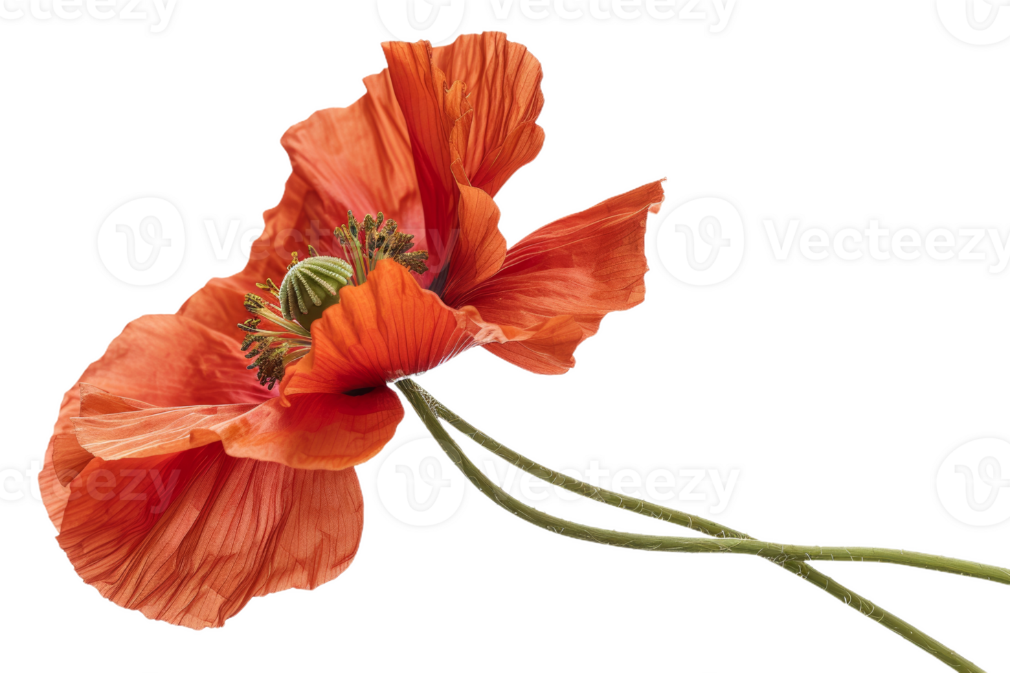 Close-Up of a Red Poppy png