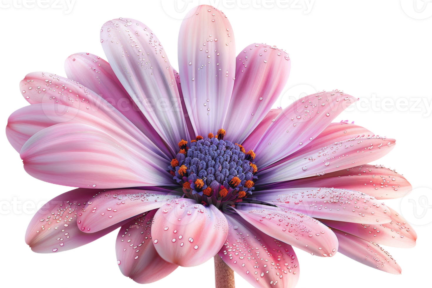 Pink Daisy With Dewdrops png