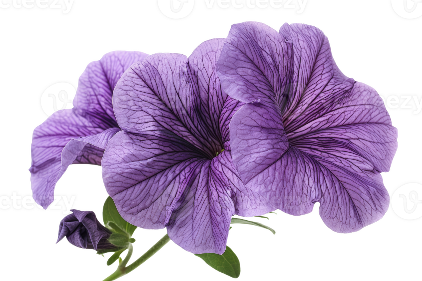 Close-Up Purple Petunia png