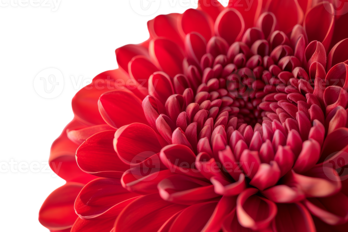 Close-Up of a Red Chrysanthemum png