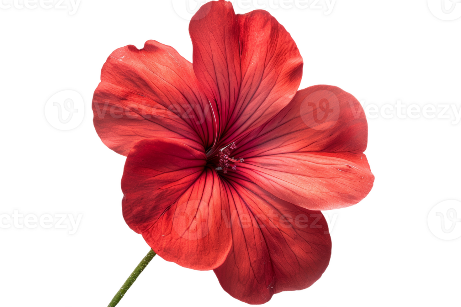 Red Geranium Bloom Close-Up png