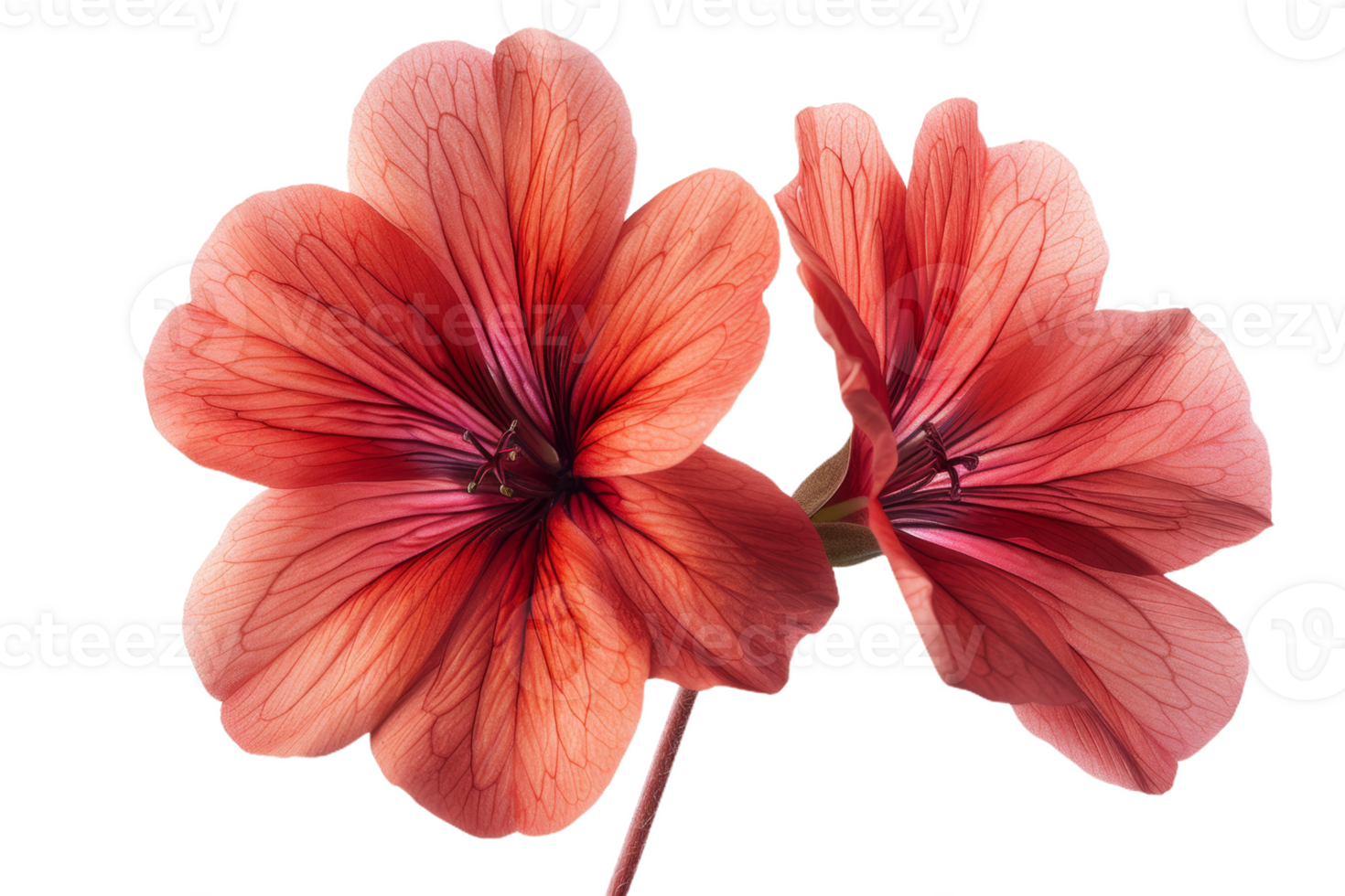 Close-Up Red Geranium Bloom png