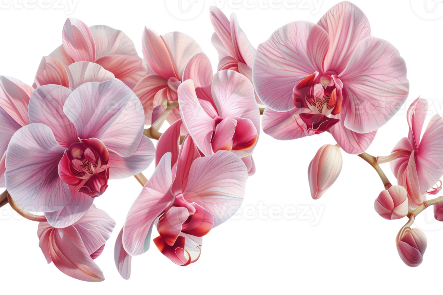Pink Orchid Blooms png