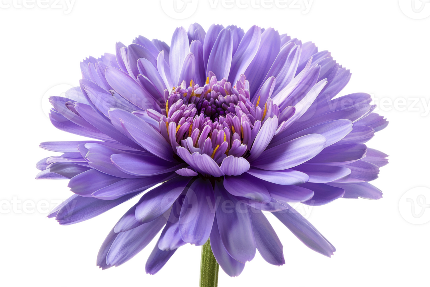 Purple Aster Flower png