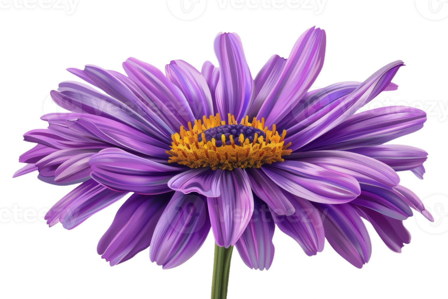 Purple Aster Flower Isolated png