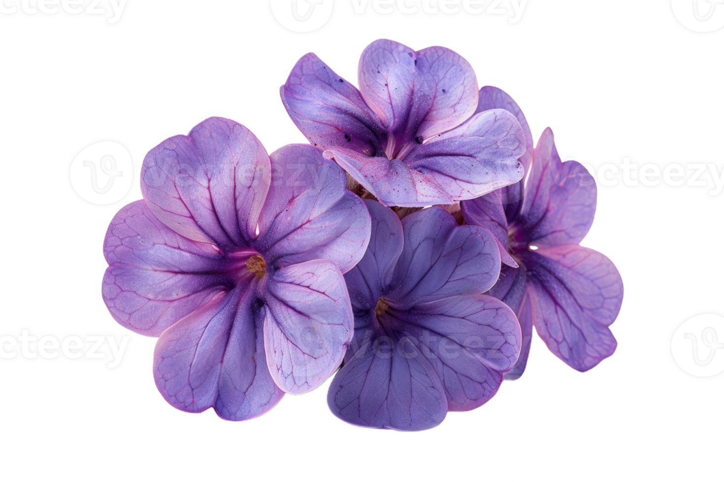 Purple Heliotrope Flowers Close-Up png