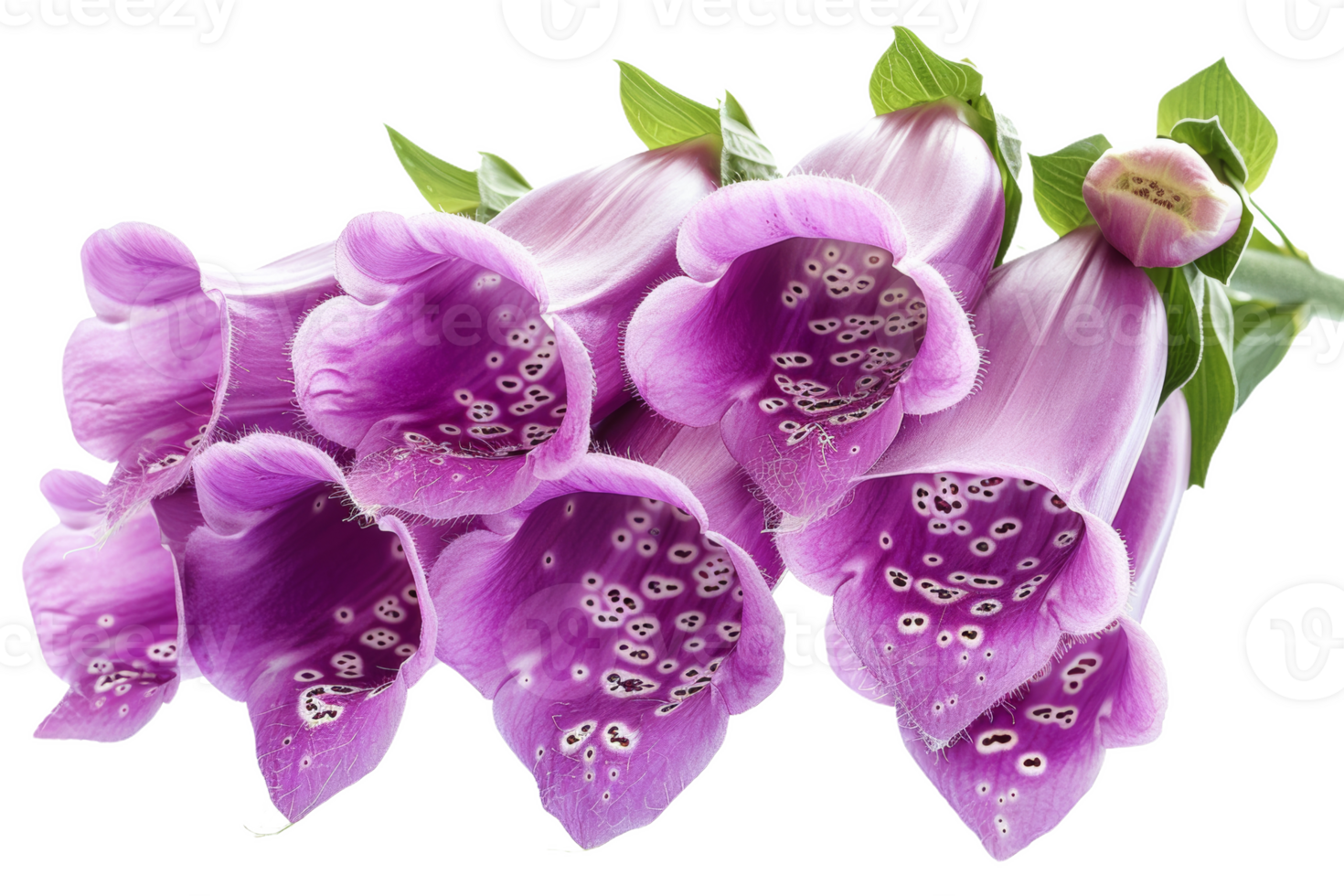 Purple Foxglove Blooms png