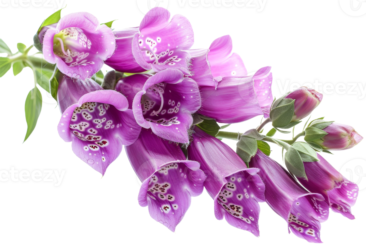 Purple Foxglove Flowers png