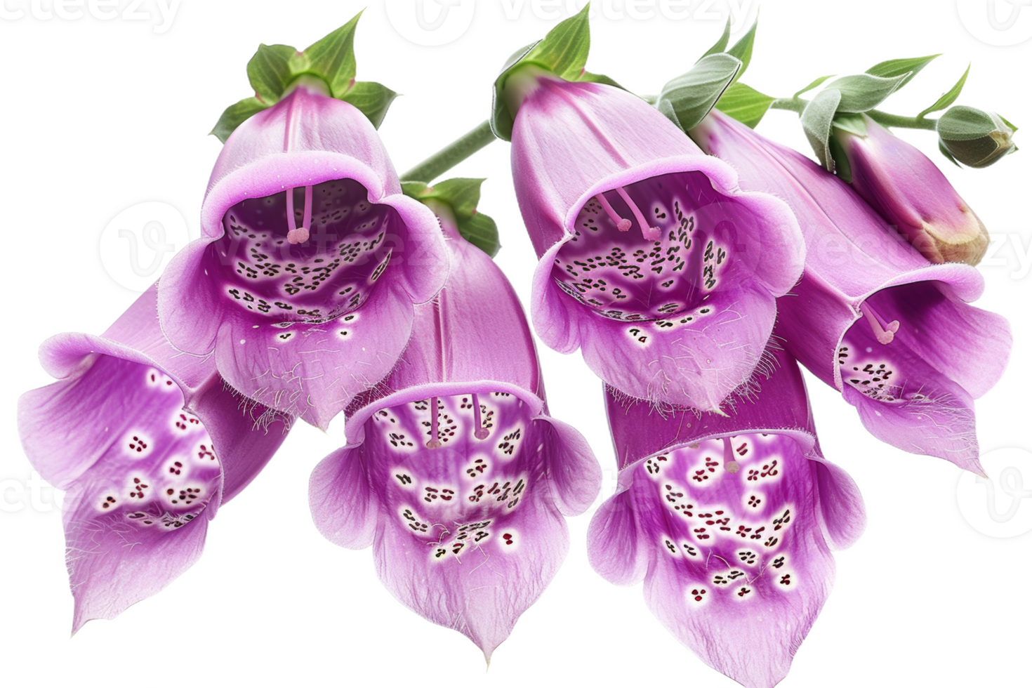 Purple Foxglove Flowers png