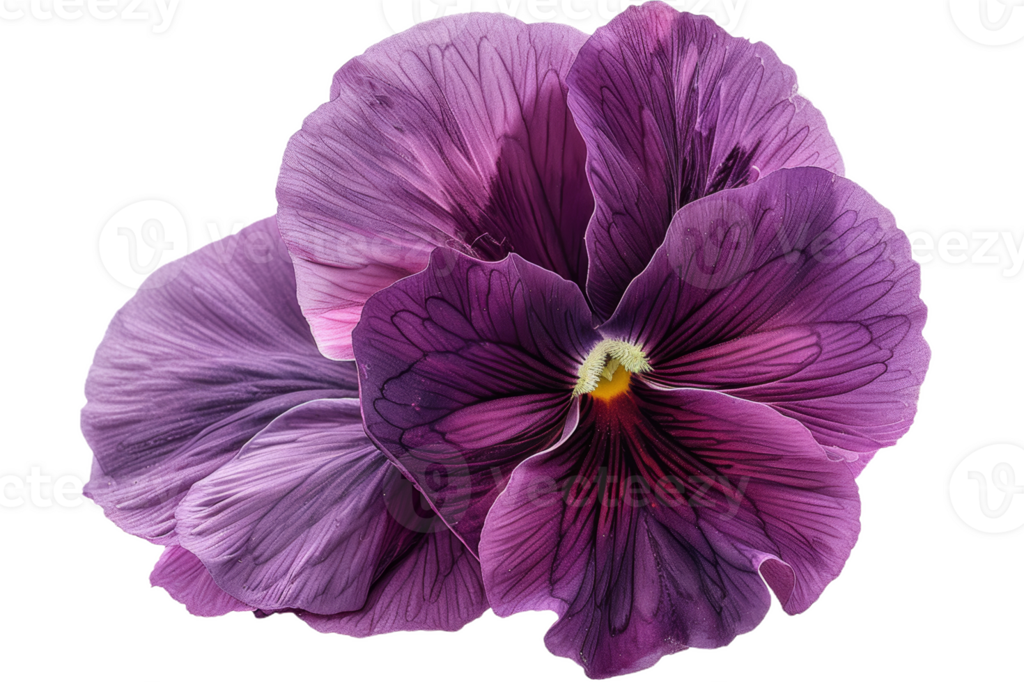 Purple Pansy With Intricate Markings png