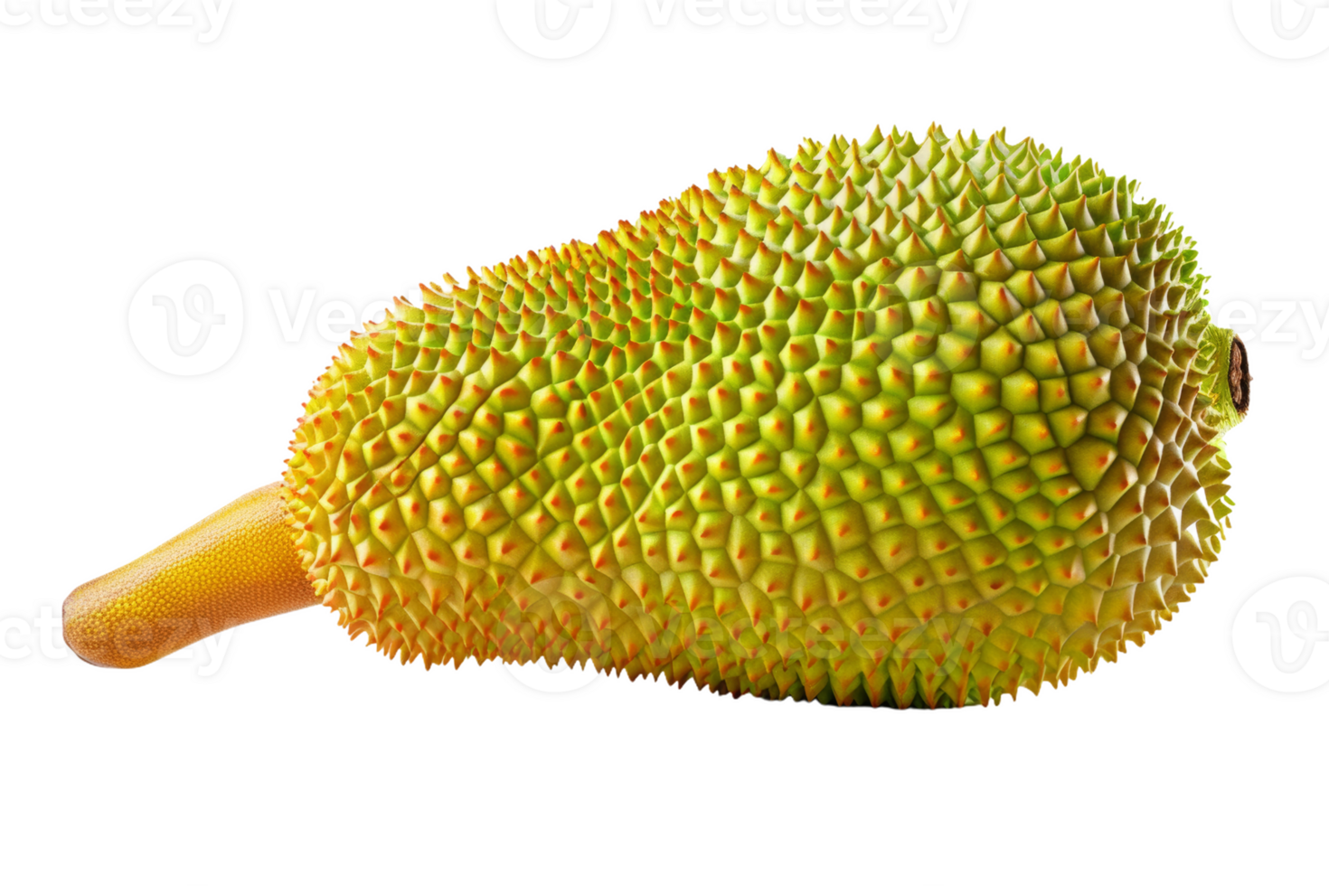 Ripe Jackfruit Isolated png