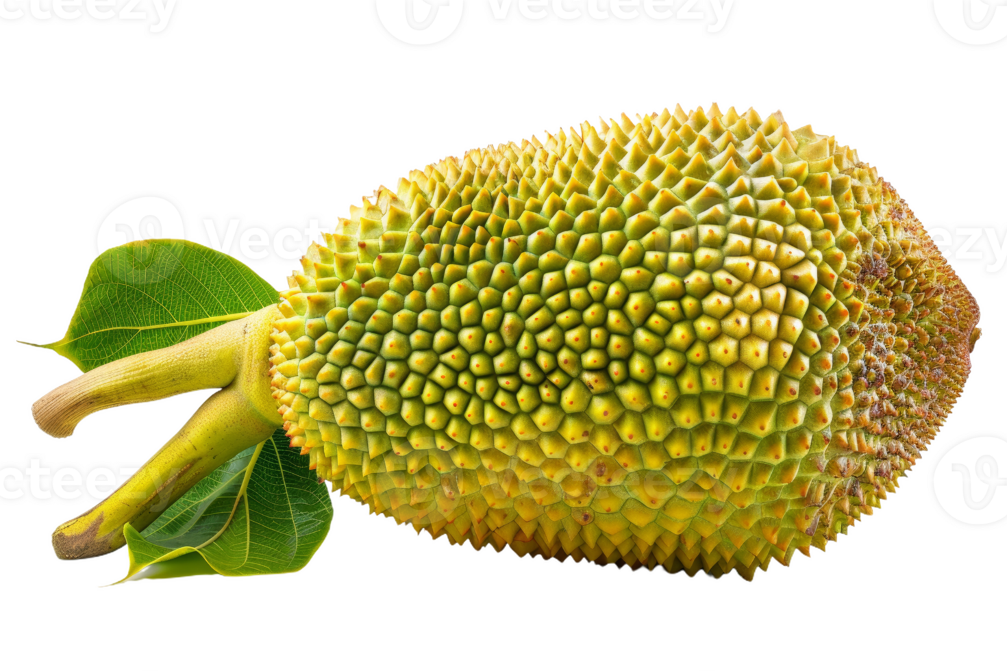 Ripe Jackfruit With Green Leaves png
