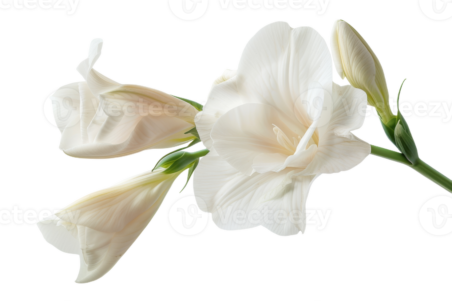 White Freesia Bloom Isolated png