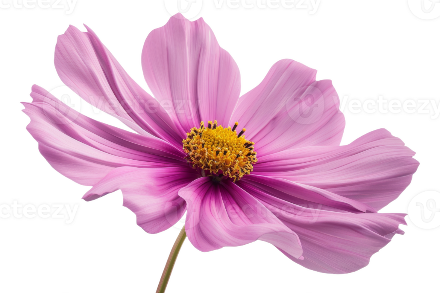 Pink Cosmos Flower Isolated png