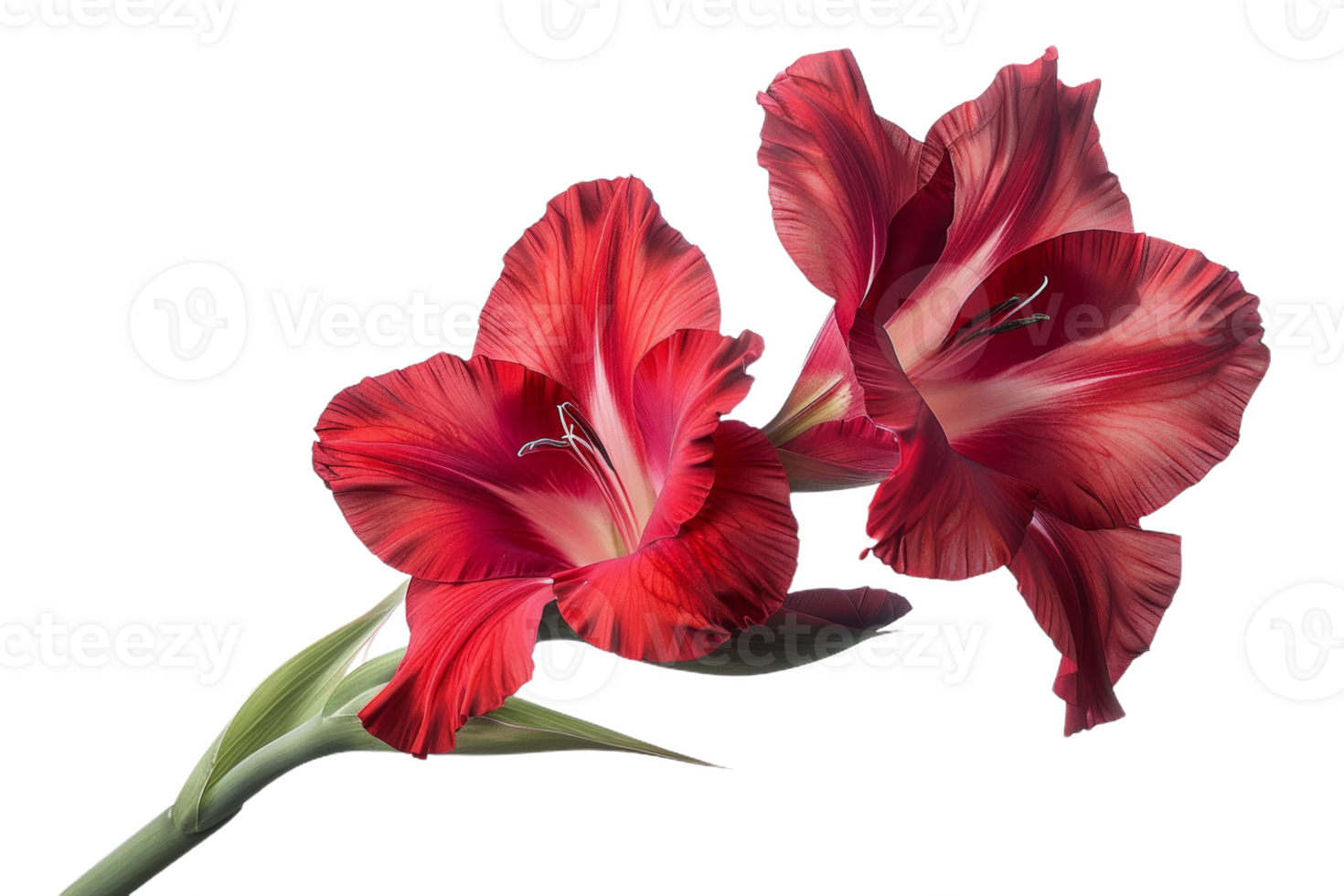 Red Gladiolus Bloom Against White Background png