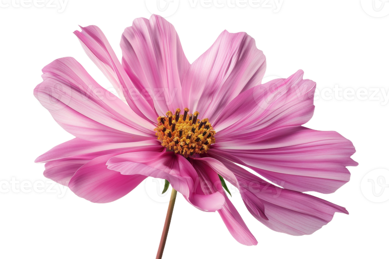 Pink Cosmos Flower Isolated png
