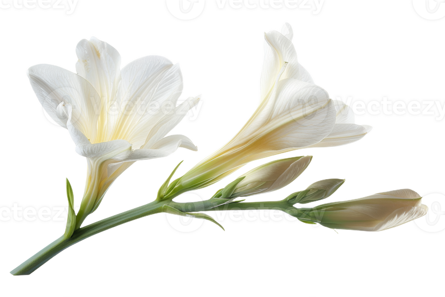 White Freesia Bloom png
