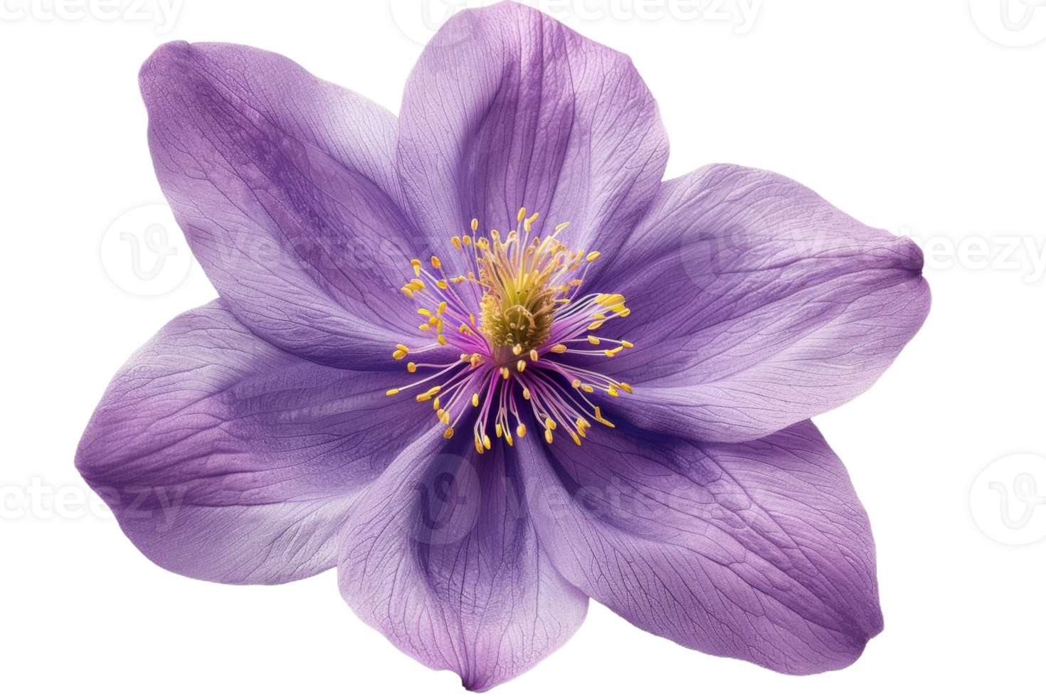 Purple Columbine Flower Close-Up png