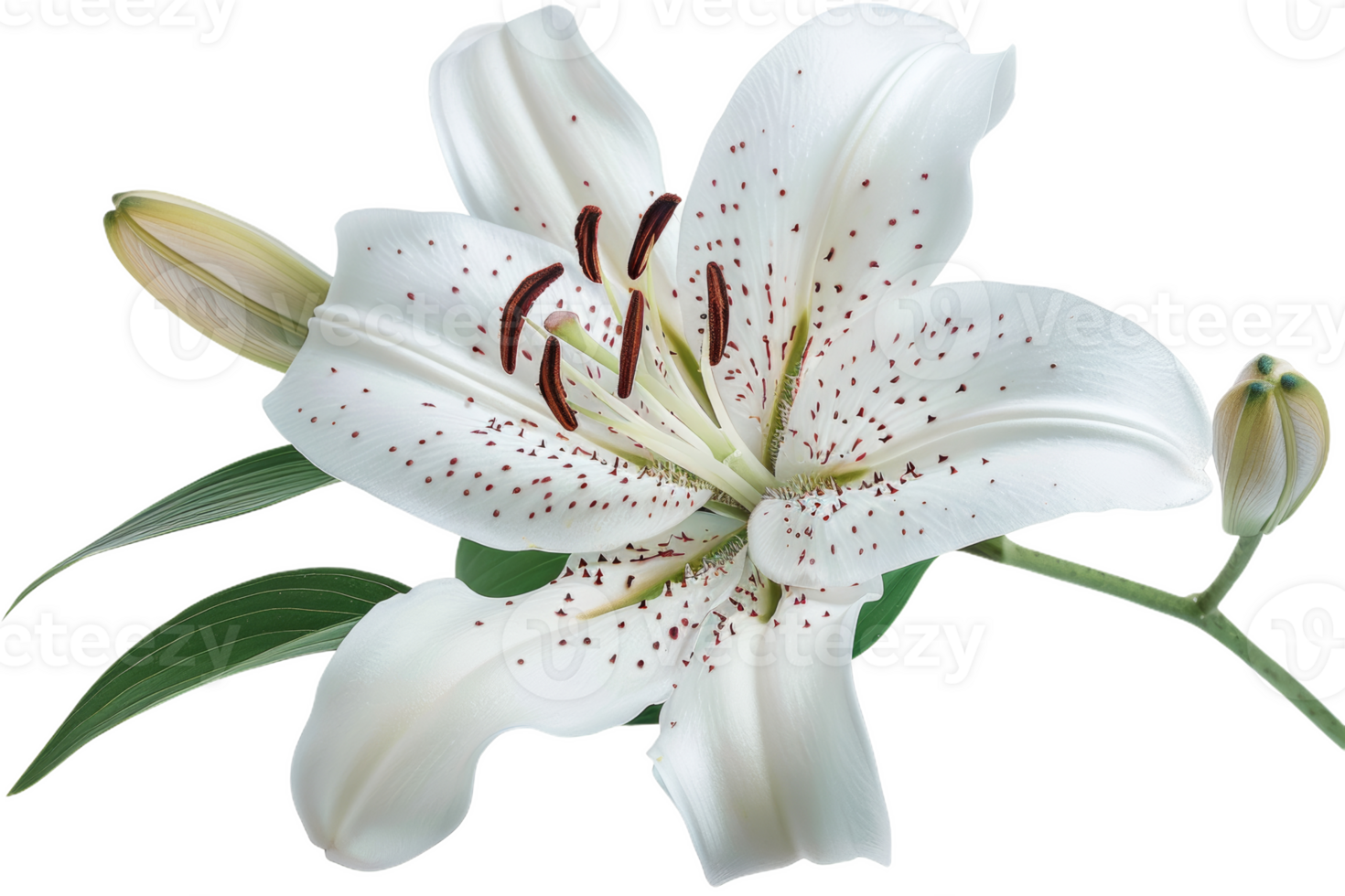 White Lily With Red Spots and Bud png