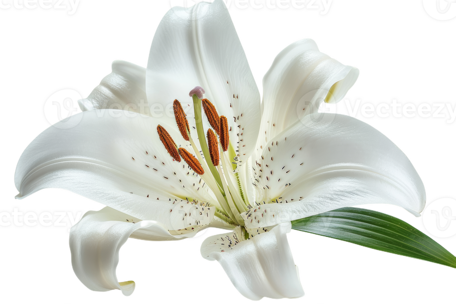 Single White Lily With Elegant Petals png