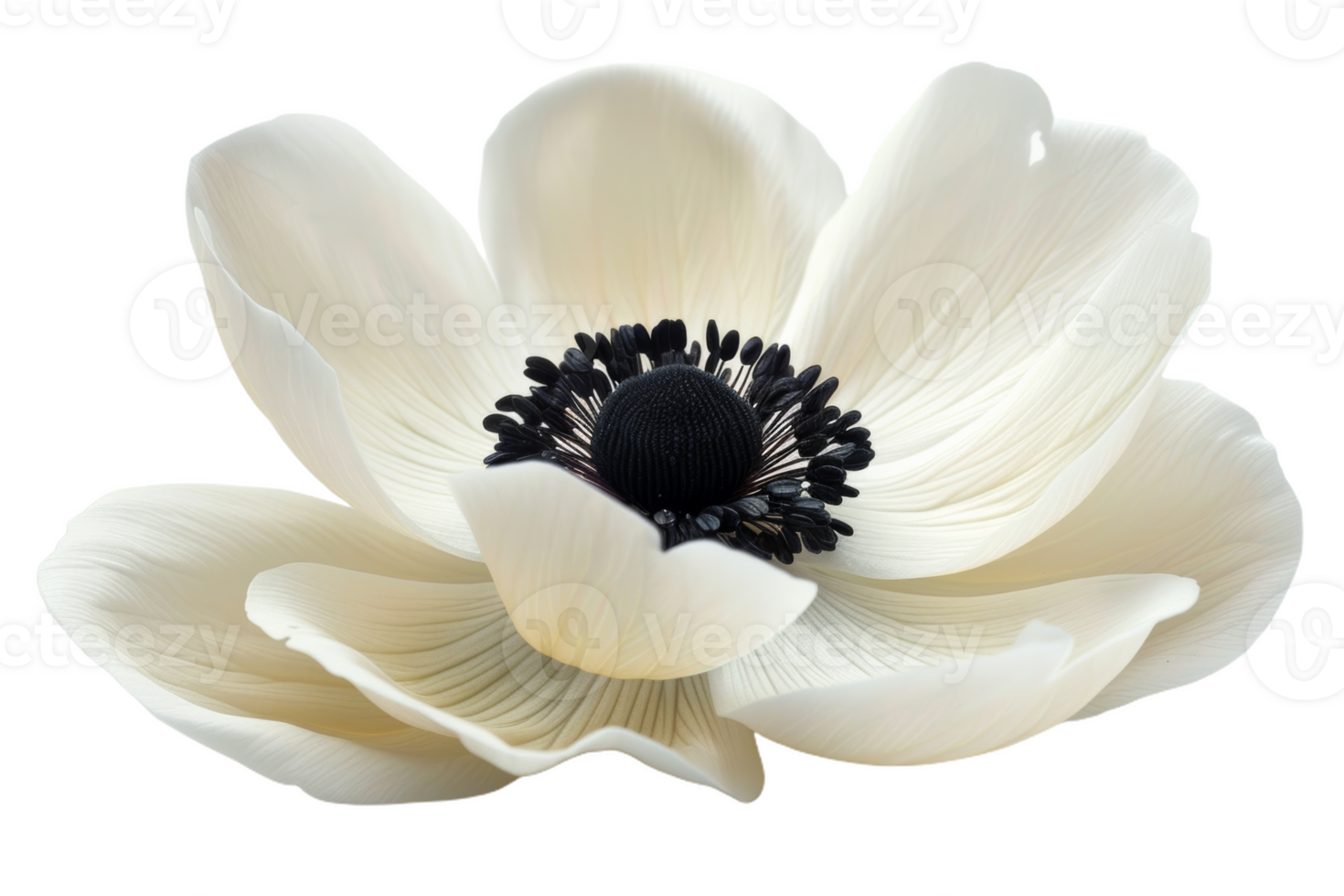 White Anemone Flower With Black Center png
